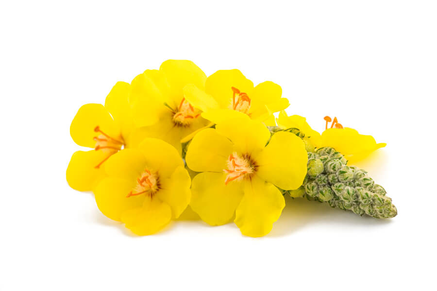 Verbascum thapsus L.